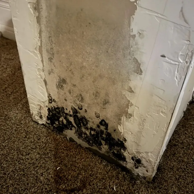Professional Mold Removal in Fairmount, IN